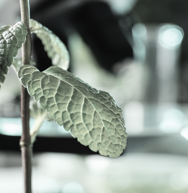 Green leaf close-up
